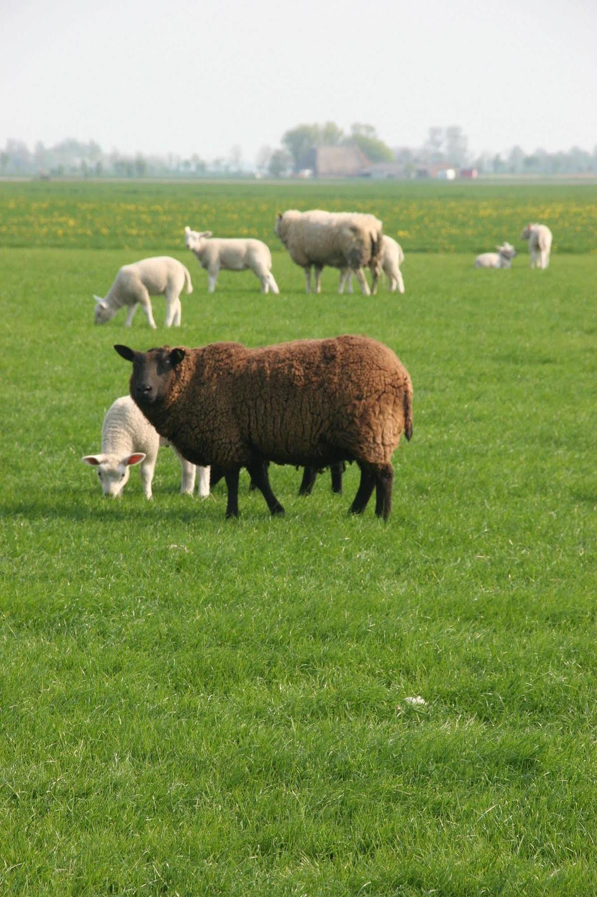 Countryside Eco Natuurhuisjes Ee Zewnętrze zdjęcie