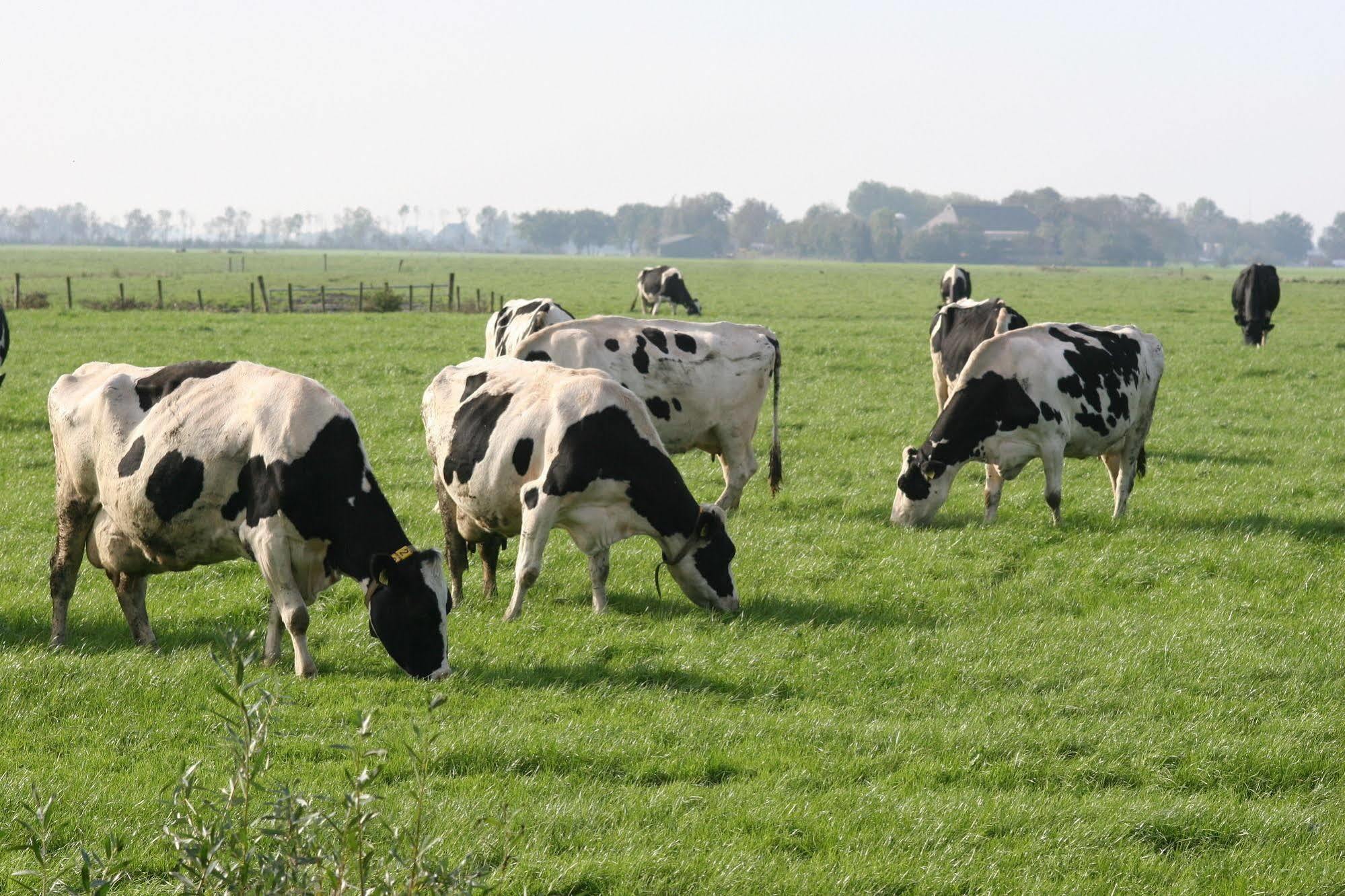 Countryside Eco Natuurhuisjes Ee Zewnętrze zdjęcie